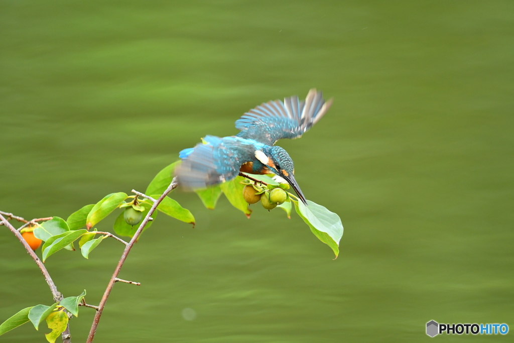 マメガキとカワセミ
