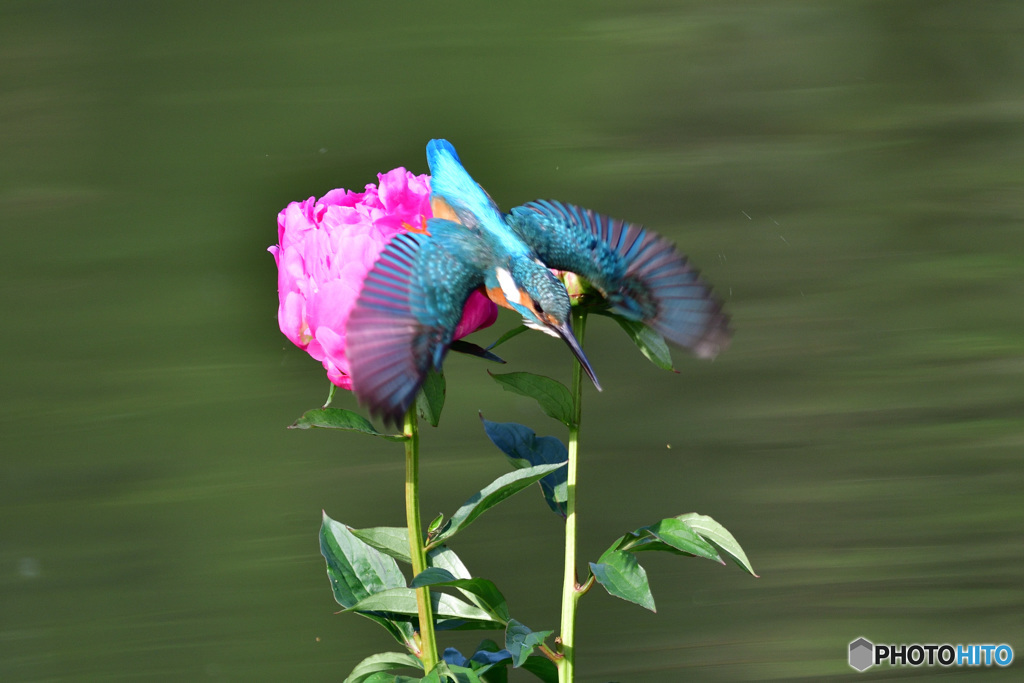 シャクヤクとカワセミ