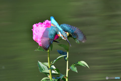 シャクヤクとカワセミ