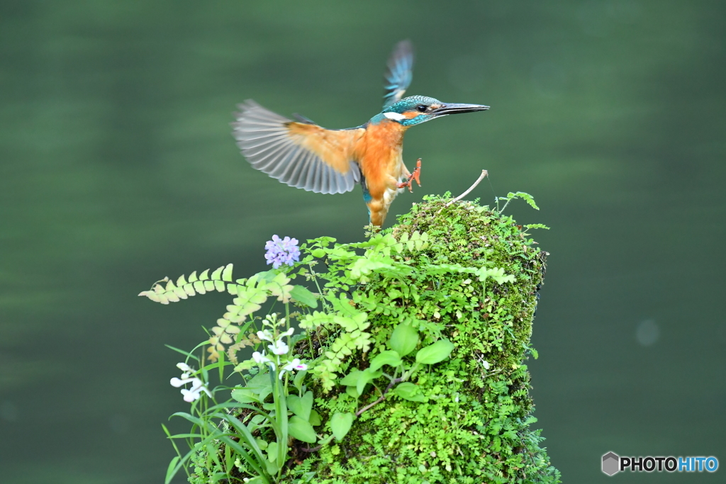 山野草とカワセミ
