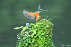 山野草とカワセミ