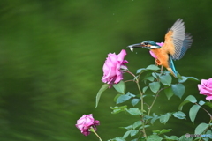 バラとカワセミ