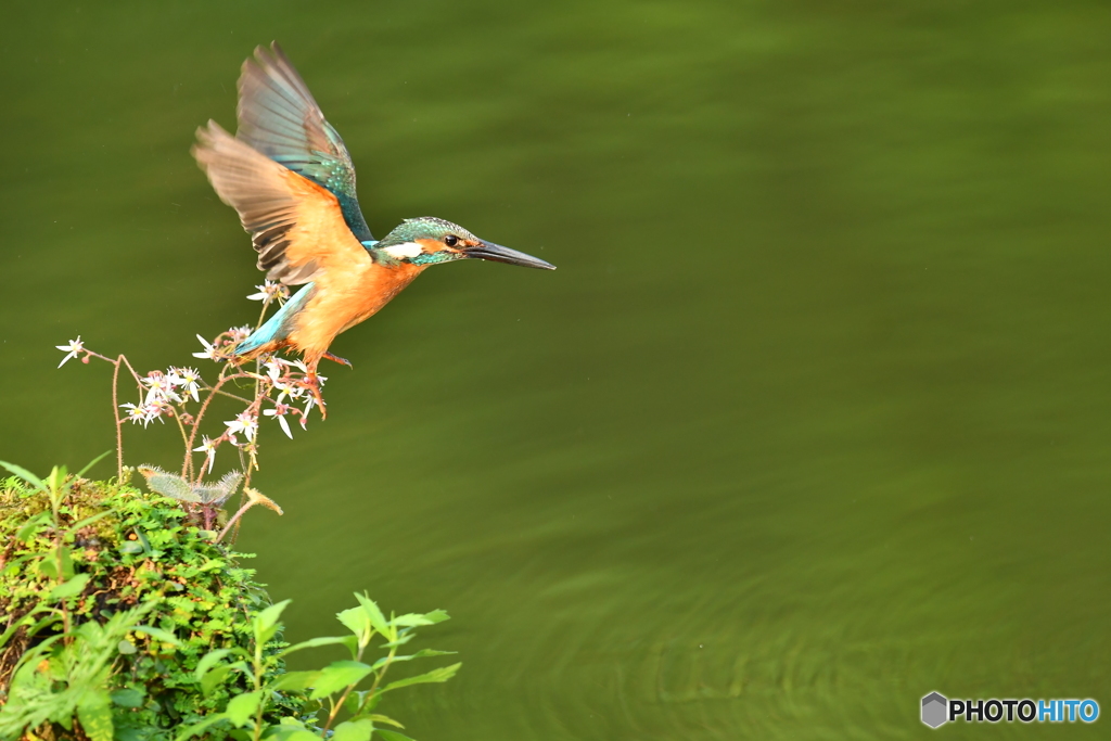 ユキノシタとカワセミ