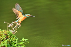 ユキノシタとカワセミ