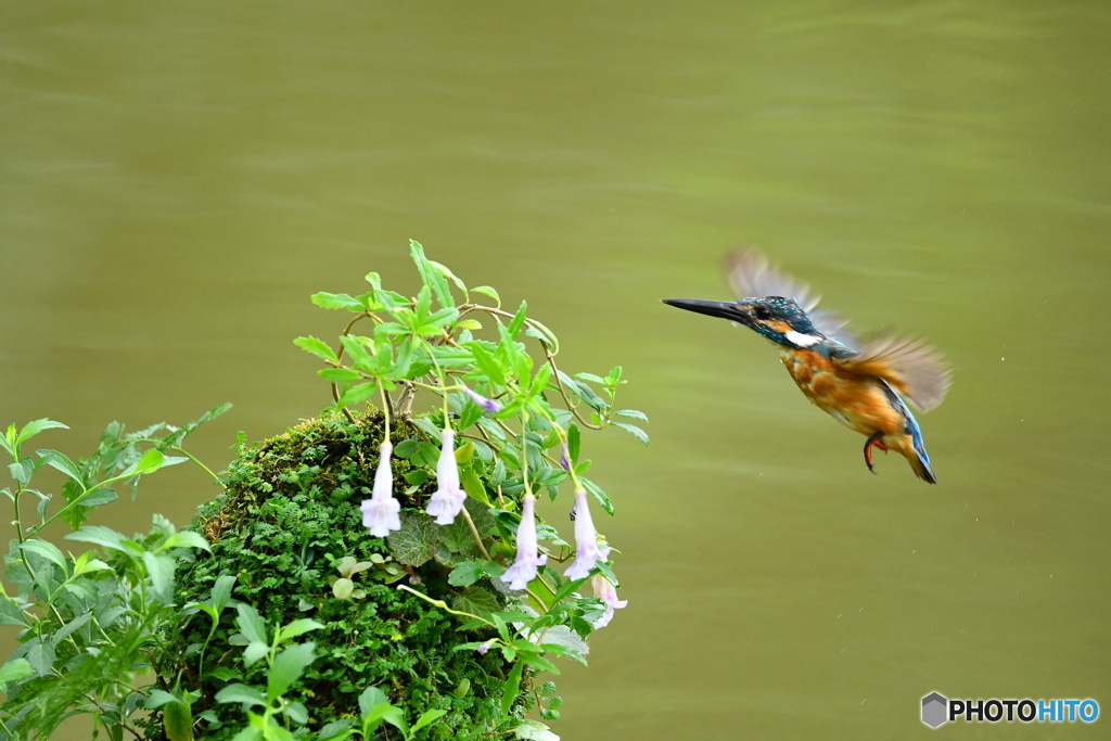 シシンランとカワセミ