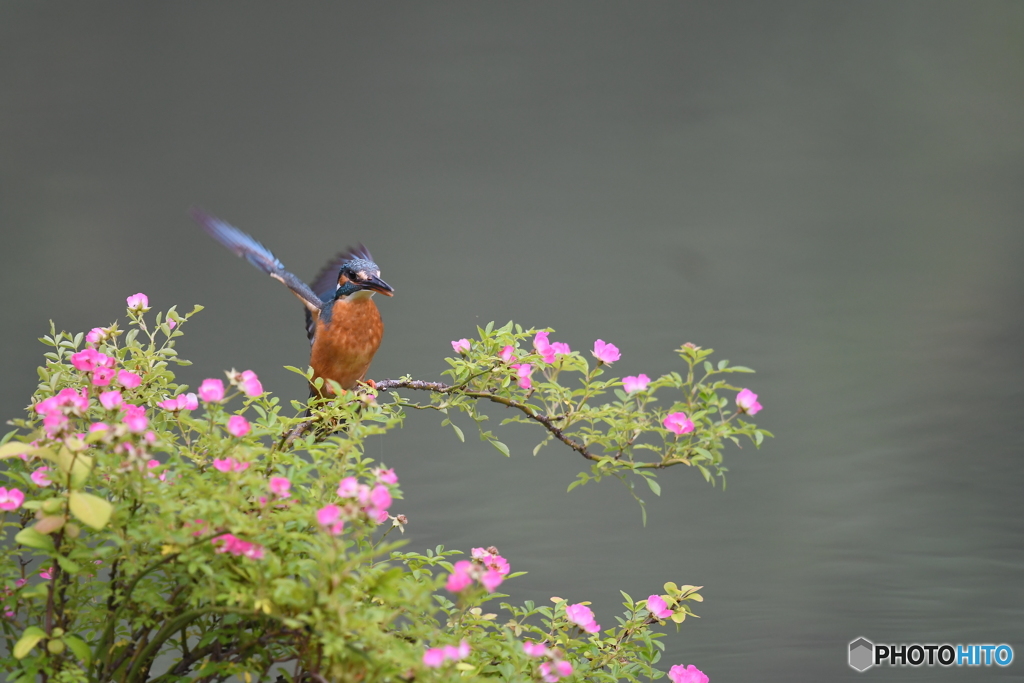 野バラとカワセミ