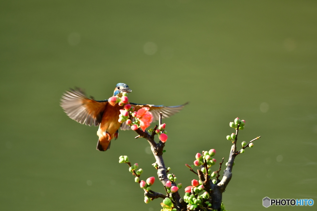 ボケの花とカワセミ