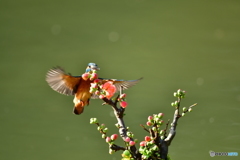 ボケの花とカワセミ