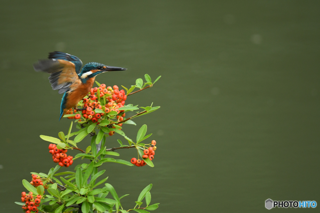 ピラカンサとカワセミ