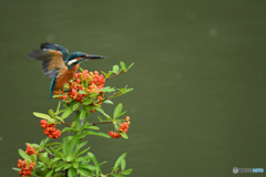ピラカンサとカワセミ