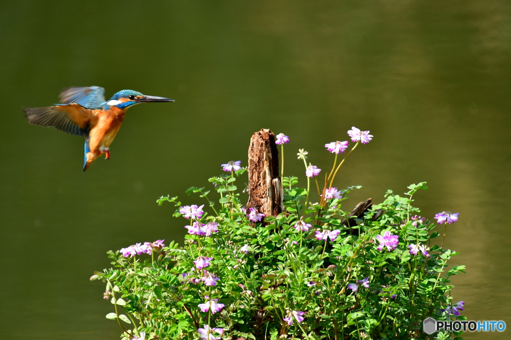 レンゲソウとカワセミ