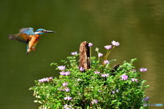 レンゲソウとカワセミ