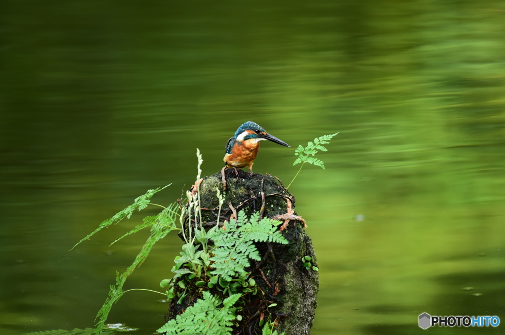 山野草とカワセミ