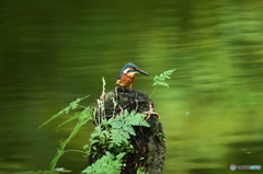 山野草とカワセミ