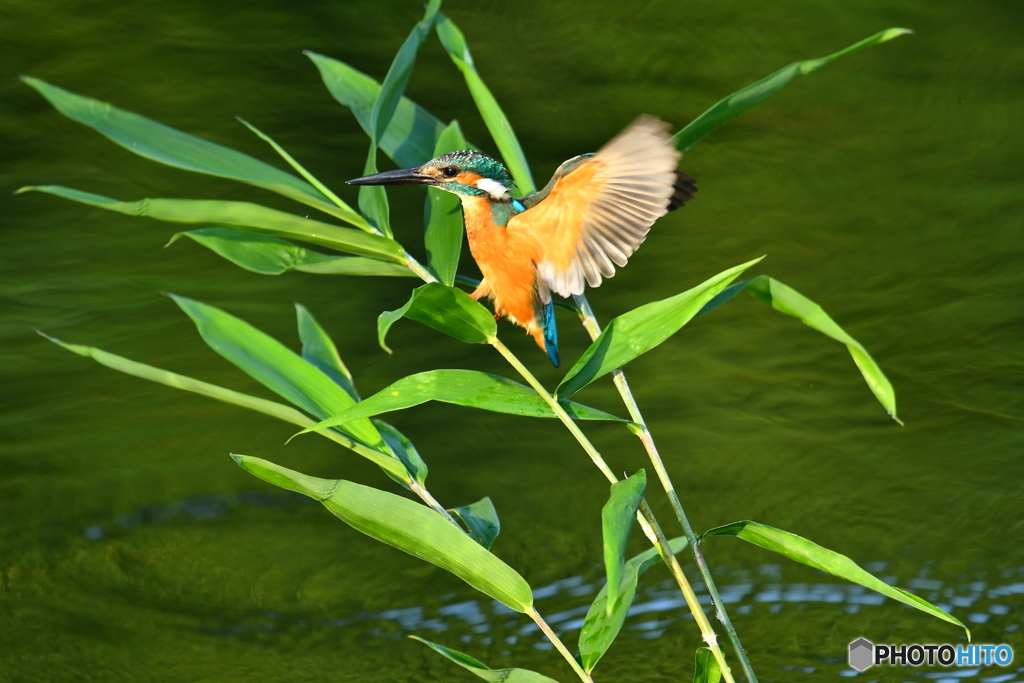 ササとカワセミ