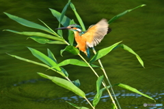 ササとカワセミ