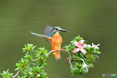サツキとカワセミ