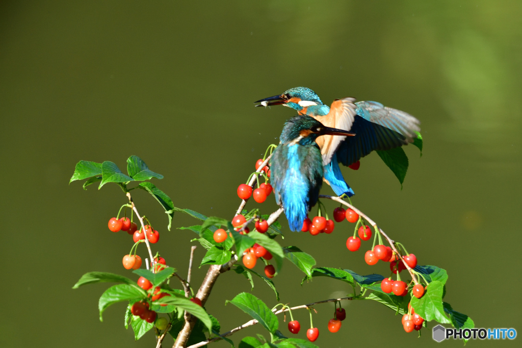 サクランボとカワセミ