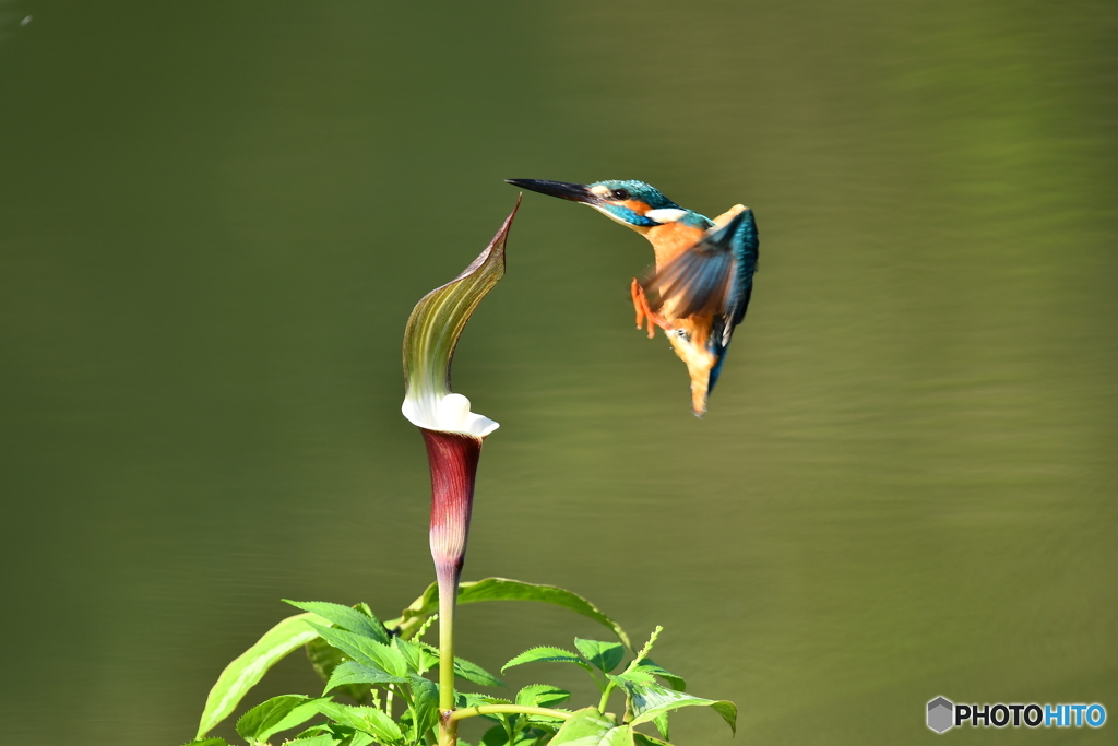 雪持草とカワセミ