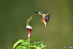 雪持草とカワセミ