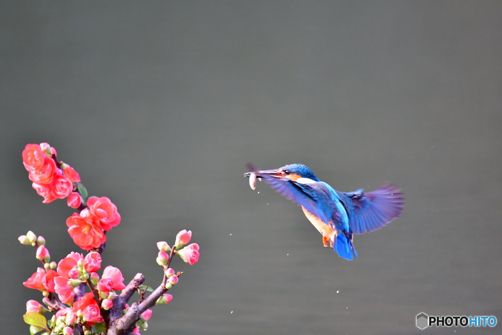 ボケの花とカワセミ