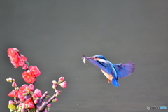 ボケの花とカワセミ