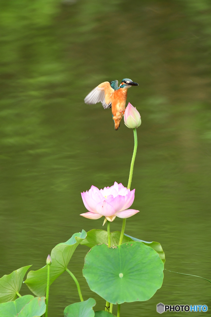 蓮の花とカワセミ