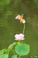蓮の花とカワセミ