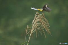 ススキとキセキレイ