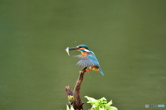 フキの薹とカワセミ