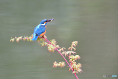 紅葉とカワセミ