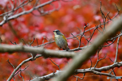 紅葉とルリビタキ