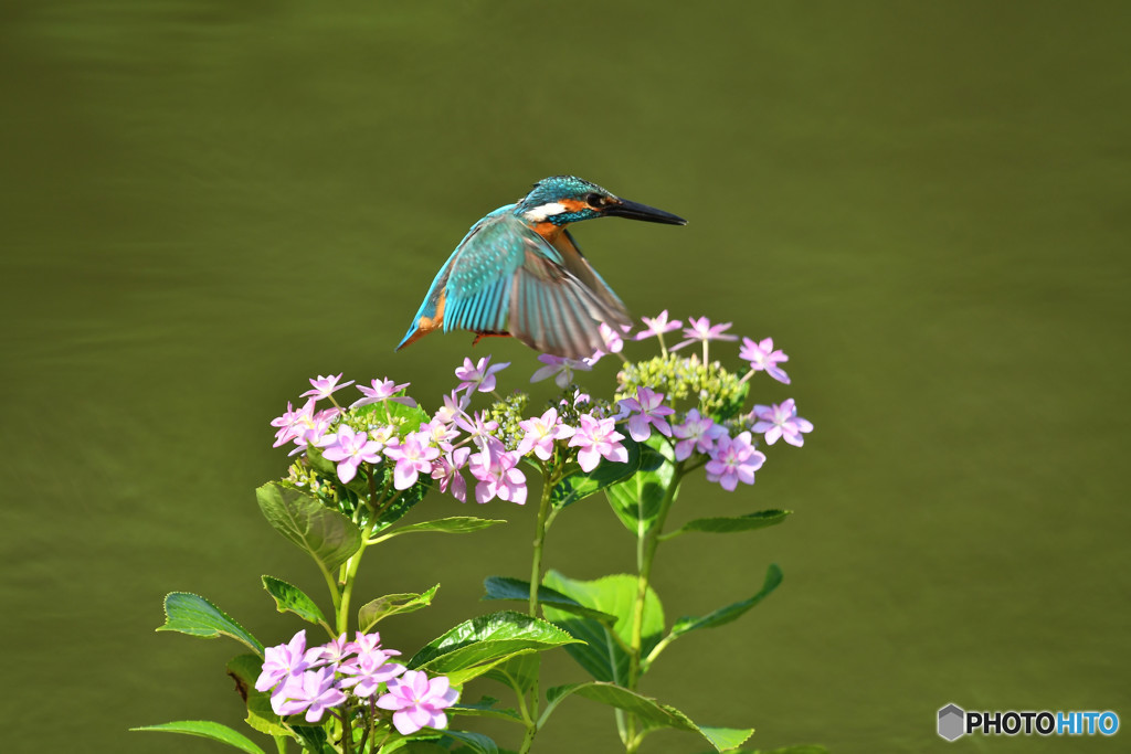 アジサイとカワセミ