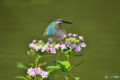 アジサイとカワセミ