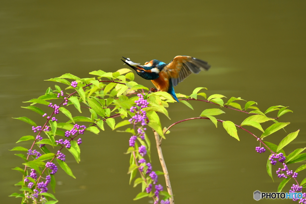 紫式部とカワセミ