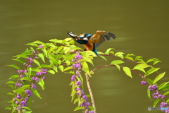 紫式部とカワセミ