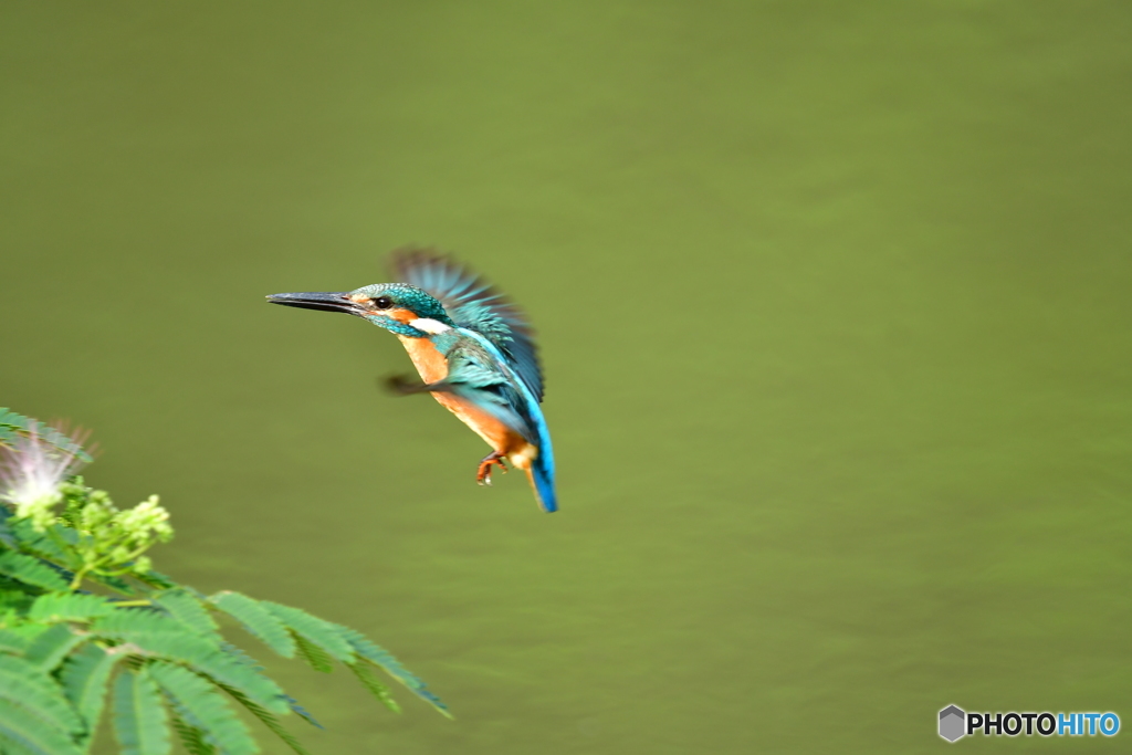 ネムノキとカワセミ