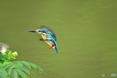 ネムノキとカワセミ