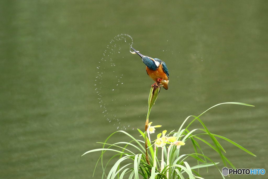 春蘭とカワセミ