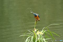春蘭とカワセミ