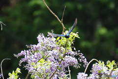 フジの花とオオルリ