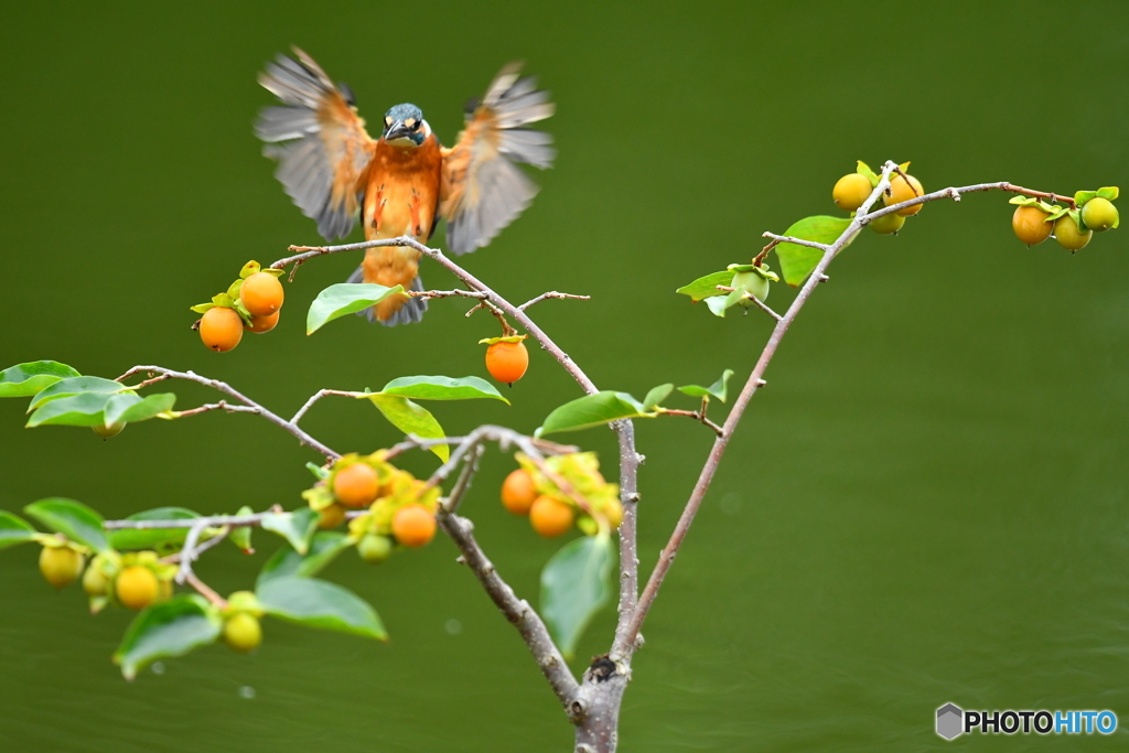 マメガキとカワセミ