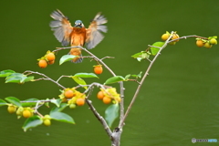 マメガキとカワセミ
