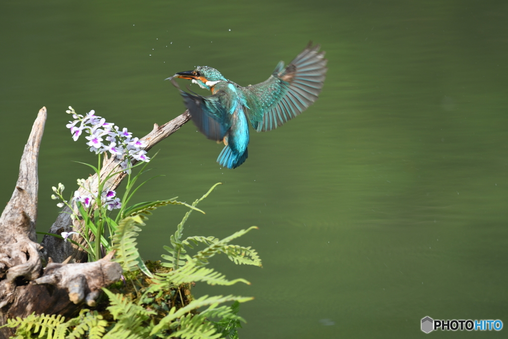 ウチョウランとカワセミ