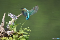 ウチョウランとカワセミ