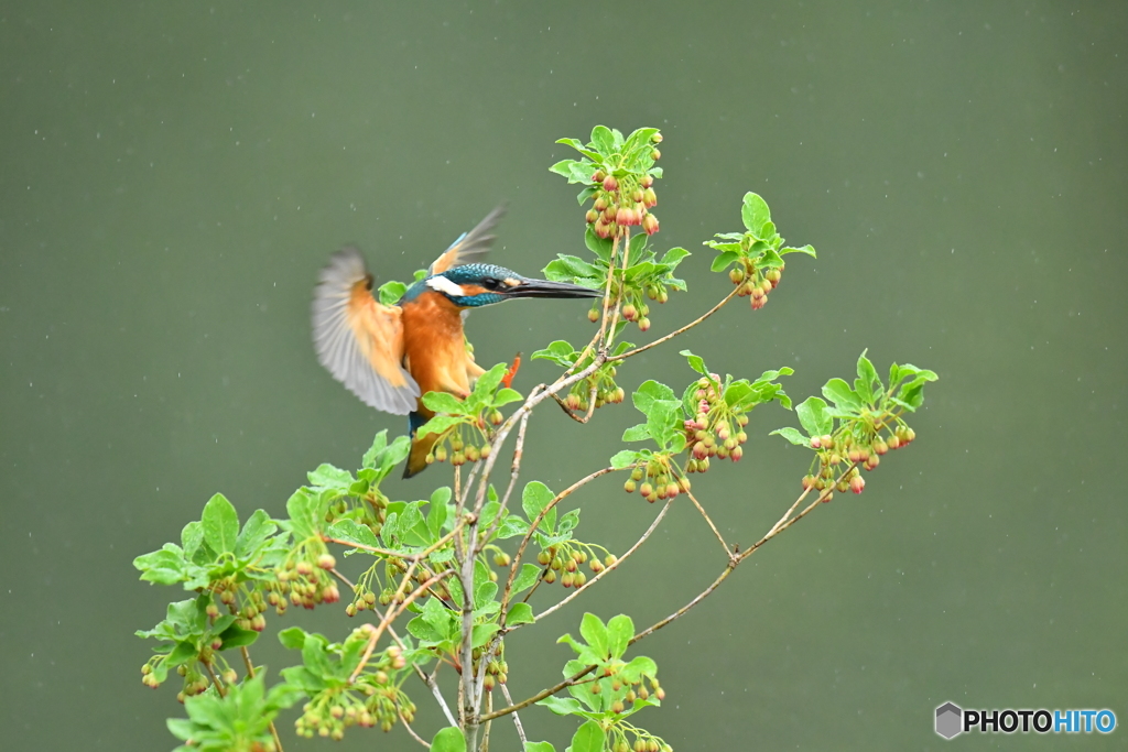 更紗ドウタンとカワセミ