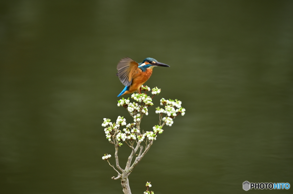 ドウタンツツジとカワセミ
