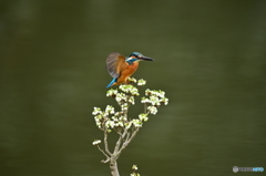 ドウタンツツジとカワセミ