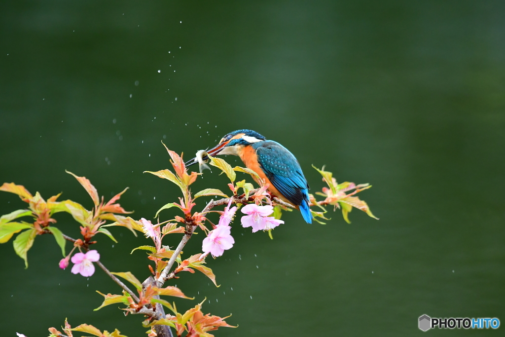 河津桜とカワセミ