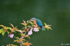 河津桜とカワセミ